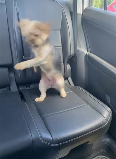 Bailes divertidos de perros: ¿quién se parece más?