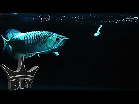 HOW TO: Trick your aquarium fish into eating! STEP BY STEP