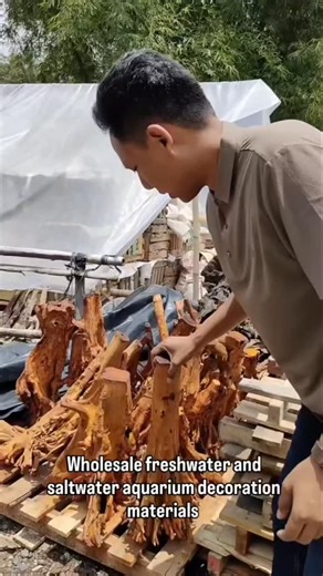 CV. TENAN KAREP OLEH ( TEKAO ) on Instagram: "Wholesale decoration materials for freshwater aquariums, saltwater aquariums, vivariums, terrariums, Paludarium and landscapes. - Hakkai Stone - Black Java Stone - Cat Stone - Turly Stone - Green Turly Stone - Zeo Stone - Seiryu Stone - Black & Brown Fossil Stone - Jordan Stone - Golden Stone - Relief Stone - Tlerep Stone - Bobbing Stone - Red River Stone - Pebble Lava Stone - Red & Black Craket Stone - Sand Stone - Hollow Stone - Serventine Stone - 