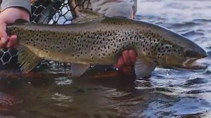 http://www.allenflyfishing.com We had the good fortune of opening the fishing season with the guides from McKenzie River Lodge. It did not disappoint! Lake trout, landlocked salmon, massive brook trout, and pike; small streams, wider rivers, and lakes; long days, short nights, and plenty of fishing hours. This video only captures a fraction of the epic enjoyment! | Allen Fly Fishing