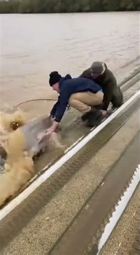 Reservoir Boat Ramp Panic: Catfish Thrash, Caiman Surge
