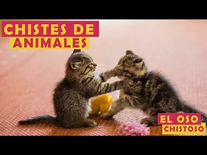Los mejores chistes para niños: cortos y fáciles de entender: 🐵🐶🦁 ANIMALES