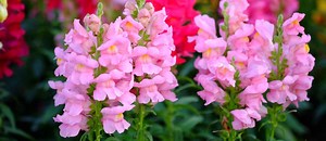 The UAE Flower Farm in Fujairah: Location, Prices & More - MyBayut