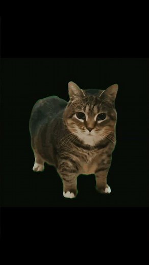 Uiuiuiui Cat🐱#shorts#uiui#cat#memes#minecraft#roblox#short#funny