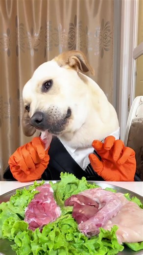 Satisfying ASMR: Dog Enjoying Food Sounds