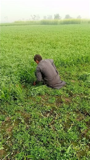 Harvesting Crops: A Day in a Farmer’s Life