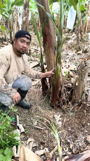 Banana Sucker Selection and Fertilization #tutorial #banana #howto