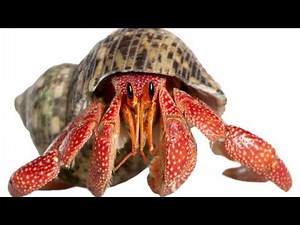 The Complete Guide To Hermit Crab Shells