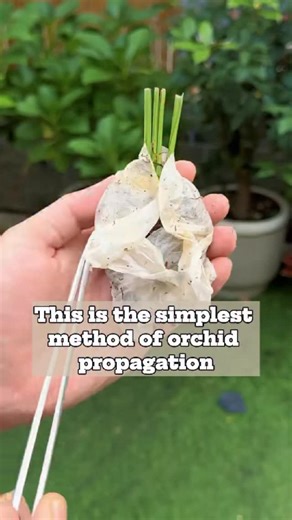 Oldgarden Official on Instagram: "This is the simplest method of orchid propagation #gardening #plantcare #plant #plants #planting #orchidcare #gardenlife #gardenlover"