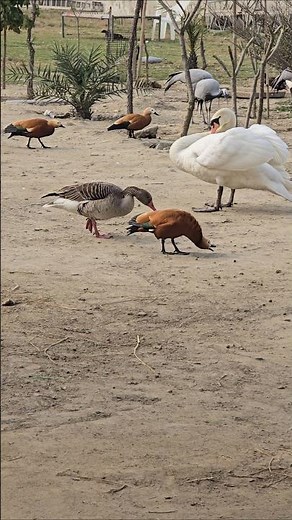 Amazing Waterfowl Collection in One Shot 🦢🦆 | Swans, Ducks & Geese