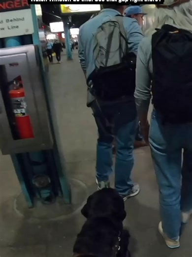 Winston, guide dog, helps me board the L train in Chicago. Avoid the gap between the platform and the train, alerts me of the first stair, and stays far left so I don’t bump my shoulder. All kinds of cool things guide dogs do that completely go unnoticed. What a badass. 🐕‍🦺 #guidedogs #blindtok #chicagotiktok #disabilitytiktok #ServiceDog