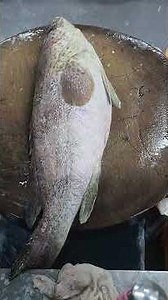 how to clean and fillet grouper fish #cuttingskils #fillet