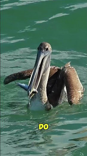Top 3 Flying Death Bird: The Deadliest Sky Predator Revealed.
