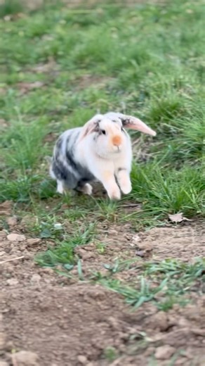 Rabbit Runs and Digs🐰