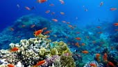 The marine life of tropical fish. Coral reef.