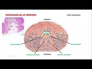 HISTOLOGÍA DE LA PRÓSTATA