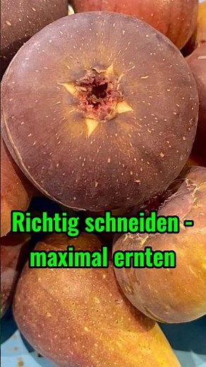 Feigenbaum richtig schneiden – mehr Ernte! #Feigenbaum #Schnitt