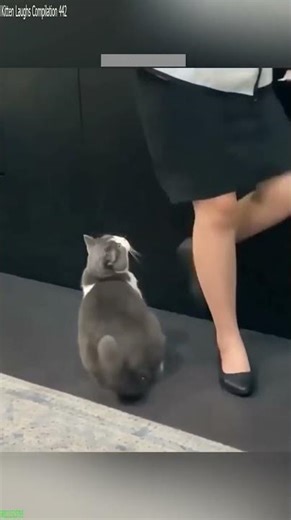 Cute Cats 😼 kitten meowing cute 😅 # Episode 3511