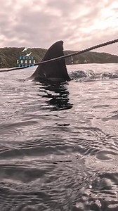Big Great White Swimming Into The Current With Dorsal Out Of The Water | White Shark Ocean