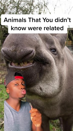 Fierce Meerkat: Uncovering Africa's Vicious Predator