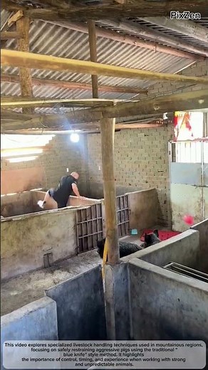 How to Handle Aggressive Livestock Expert Pig Farming Techniques