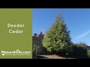 Deodara Cedar | Naturehills.com