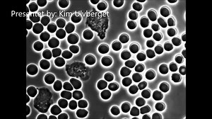 BLOOD CELLS immune system under a microscope