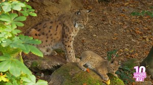 I filmed a lynx protecting her cubs