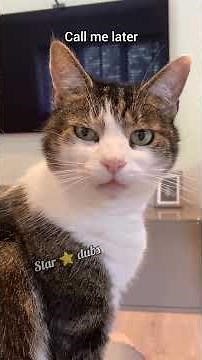 Epic Cat Voiceovers To Make Your Day