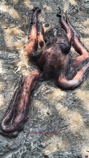 The DEADLIEST Sea Battle: Octopus vs Crab Home