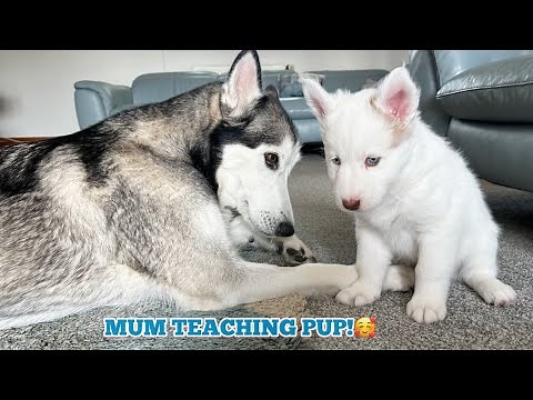 Husky Mama Teaching Her Dire Wolf Puppy How To Socialise For The First Time!!🥹.