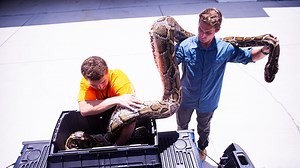 Video: See longest Burmese python caught in Florida from head to tail