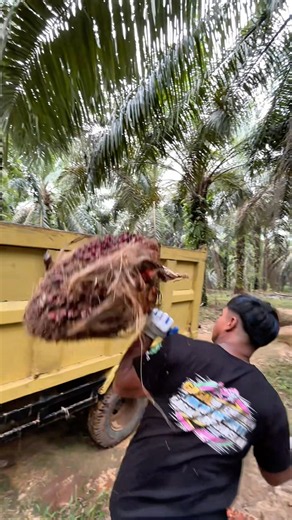 A Raw Look at Palm Oil Farming 🌴