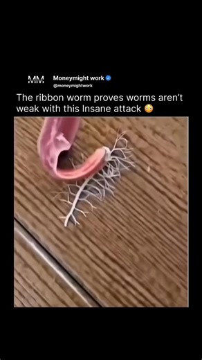 @moneymightwork | A ribbon worm’s hunting style is often called a “secret attack” — and for good reason. Equipped with a retractable, tube-like organ known... | Instagram