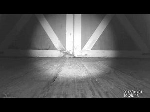 Watch as Pro-Pell Keeps a Mouse Out