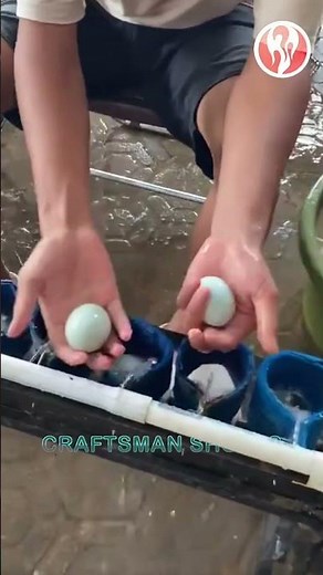 Duck eggs | Clean each duck egg