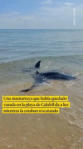 16K views · 111 reactions | Una mantarraya ha protagonizado una...