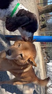 Barkley giving his buddy some love ❤️ | Best Friends Bed and Biscuit