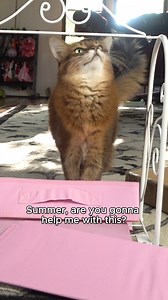 Have you seen me helping build this cute little wardrobe rack? You can see the whole funny video here - https://www.sparklecat.com/diary/assembling-my-wardrobe-rack-video @followers | Sparklecat.com featuring Summer