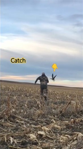 My Surprise Goose Catch #birdhunting #season #winterbirds #hunting #usa #wildlife #huntingbirds