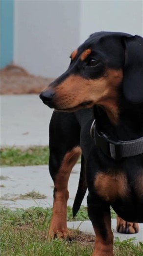 The AKC 2025 Most Popular Breeds List. Did your favorite dog make it in? #dogs #doglife #dogshorts