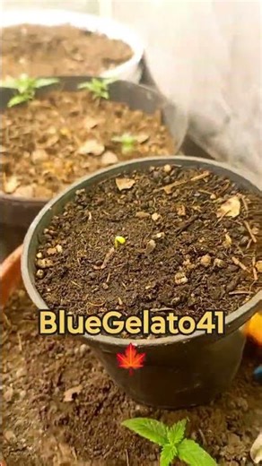 grower BARNEY FARM Blue Gelato41 #growerslife #indoorplants #cannabiscommunity