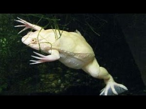 African Clawed frog in natural aquarium.