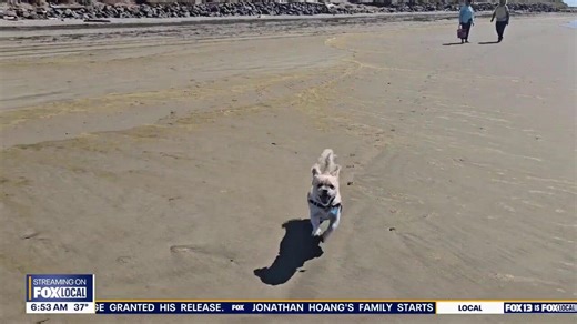 Pet tricks for Tuesday, December 23