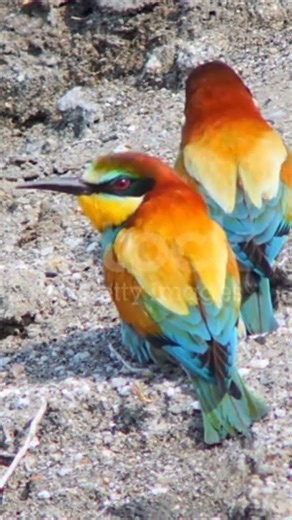 PAIR OF BEE-EATER CHIRPING & EATING#wildlife 🌿🍃#nature 🌿🍃#shortvideo