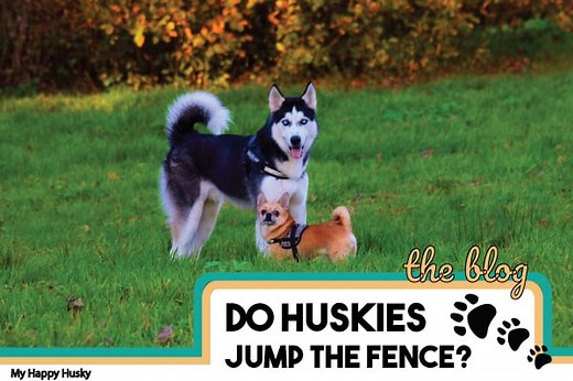 Do Huskies Need a Fenced Yard? Escape Solutions