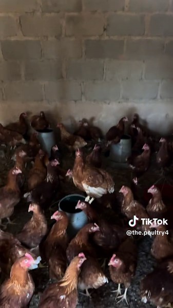 Embracing the Challenge of Building a Poultry Business