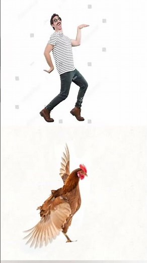 stock chicken shuffle