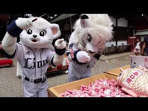 Saitama Seibu Lions Mascot's Kawagoe Adventures: Try Your "Luck in Love" at Kawagoe Hikawa Shrine!