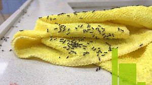 2.8K views · 26 reactions | Considered America's No. 1 nuisance pest, ants can be much more than just an annoyance for homeowners and can pose serious problems. | PestWorld | Facebook